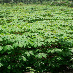 Petani Banting Setir