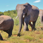 Tiga Gajah Rusak Pipa Air Bersih