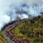 BPBD Lampung Waspadai Kebakaran Hutan