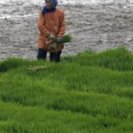 El Nino Berdampak Pemunduran Jadwal Tanam Petani