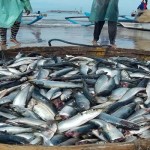 DKP Lampung Targetkan Peningkatan Produksi Ikan