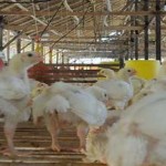 Naiknya Harga Jagung Tak Pengaruhi Harga Ayam di Lampung
