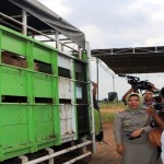 Gubernur Lampung lepas 3.330 ekor sapi breeding di Lampung Tengah