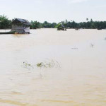 Terendam Banjir, 915 Ha Tanaman Padi di Lampung Timur Terancam Puso