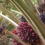 Sektor Pertanian Lampung Diminati Australia dan Portugal