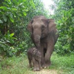 Ini dia tujuh rencana tindak lanjut pemecahan solusi konflik manusia dan gajah di Kecamatan Semaka Kabupaten Tanggamus