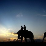 Pemprov Lampung akan menggelar kegiatan berskala Nasional di Taman Nasional Way Kambas