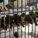 Pengiriman Ribuan Ekor Burung Digagalkan