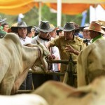 Provinsi Lampung Lima Besar Nasional Capaian Sapi Wajib Bunting