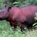 Badak Sumatera Delilah, hari ini genap berusia satu tahun