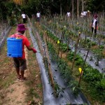 Pertahankan Surplus Cabai, Distan Lampung Latih Petani Kendalikan Hama