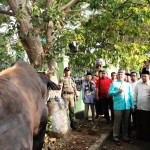 Gubernur Lampung M. Ridho Ficardo Kurban Satu Ekor Sapi